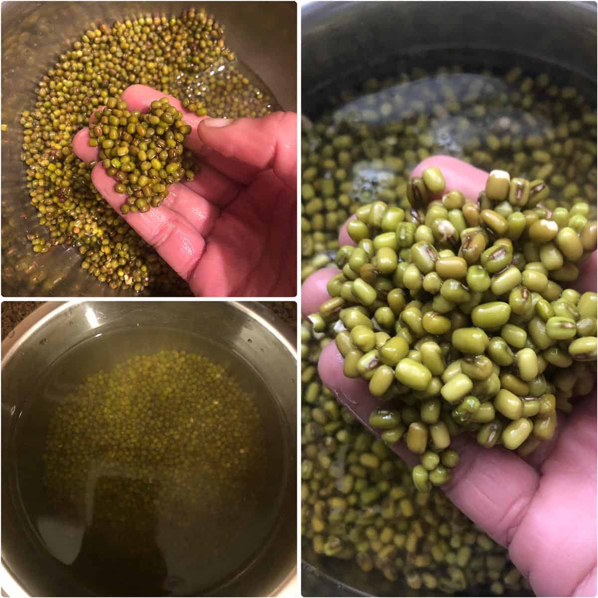 Mung beans soaked in water