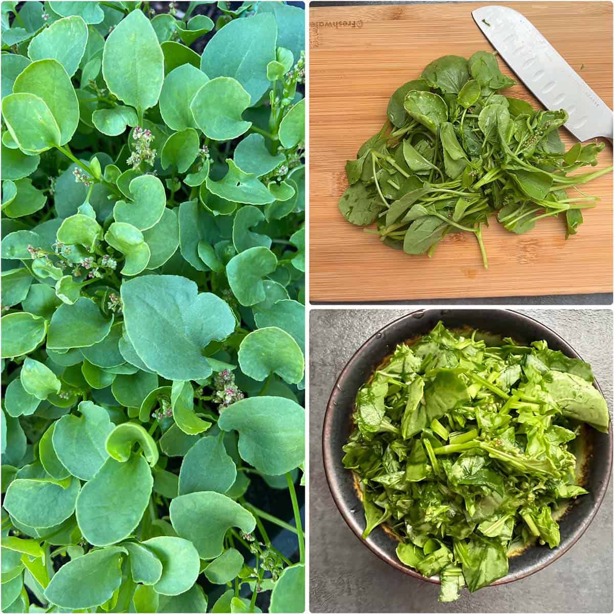 3 panel photo showing chukkakura plants, chopped.