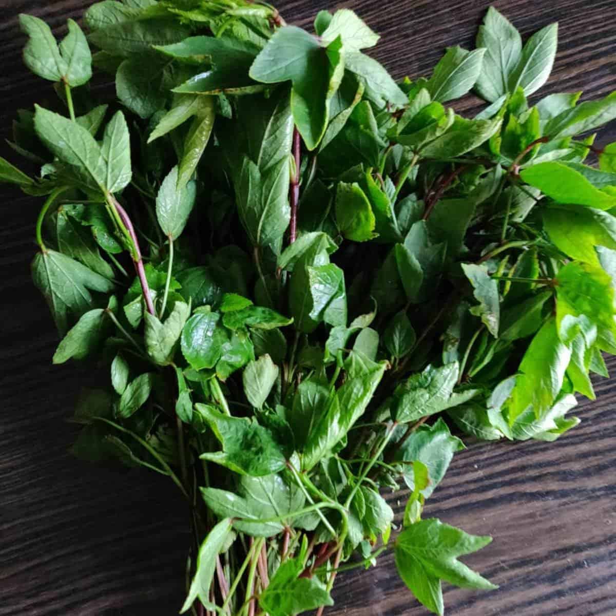 Bunch of Gongura leaves.