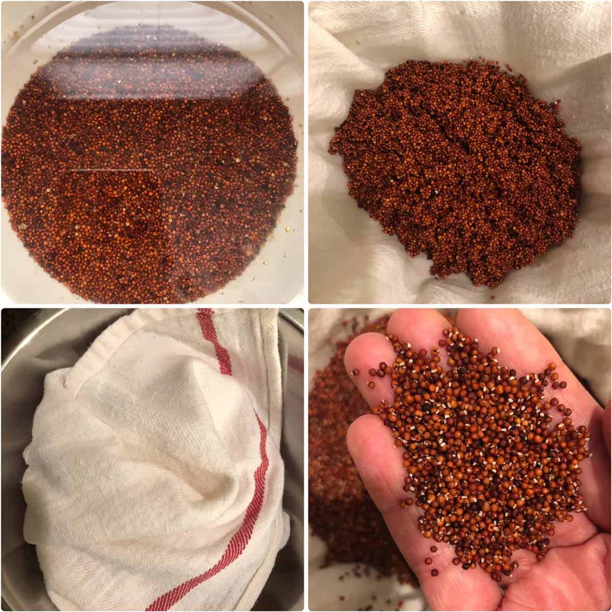 4 panel photo showing the soaking and sprouting of ragi grains.