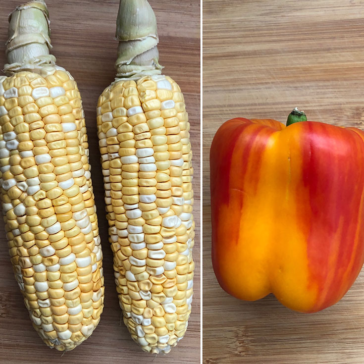 Two fresh corn and a red-yellow bell pepper